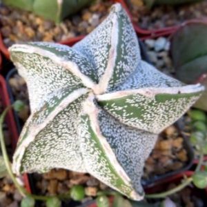 astrophytum hakuun Tay