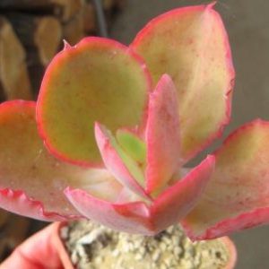 Echeveria Zorro
