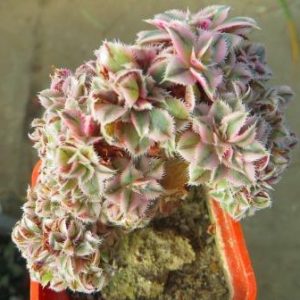 aeonium sunburst cristata