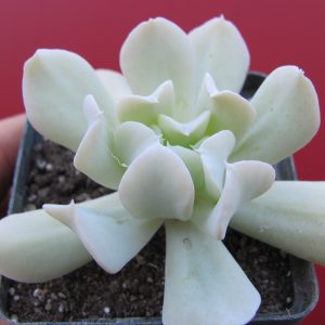 Echeveria Tompsy Turvy