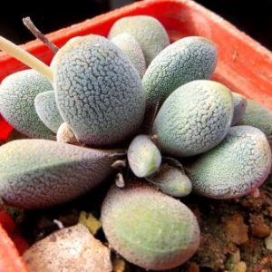 crassula tecta ЮАР