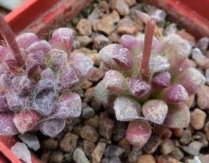 anacampseros baeseckei