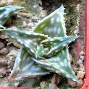aloe diskoensii