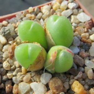 Gibbaeum pilosulum
