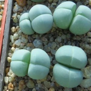 gibbaeum heathii