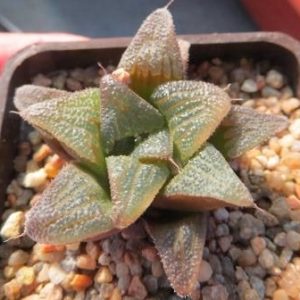 haworthia hybrid