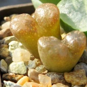 conophytum pellucidum