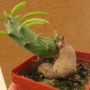 senecio saginata