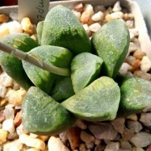 haworthia maughanii hybrid