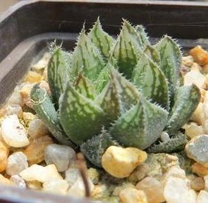 haworthia hybrid