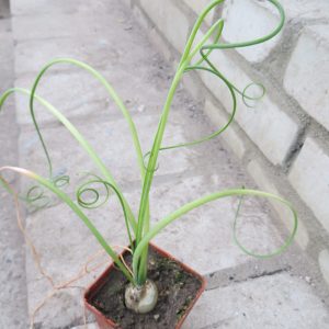 albuca spiralis