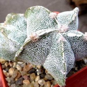 astrophytum myriostigma hakuun