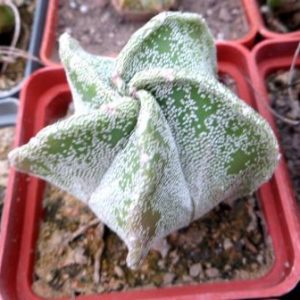 astrophytum myriostigma Tay hybrid