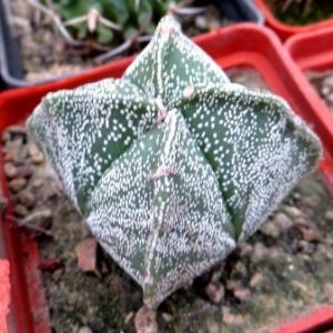 astrophytum myriostigma Tay