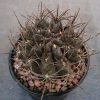 Neochilenia chorosensis