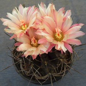 Neochilenia chorosensis -seeds-