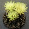 Neochilenia hankeana_ Neochilenia hankeana_