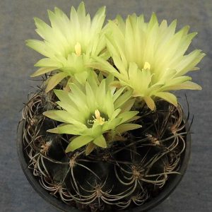Neochilenia hankeana -seeds-