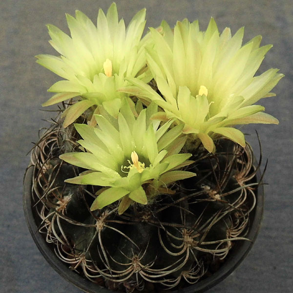 Neochilenia hankeana_ Neochilenia hankeana_
