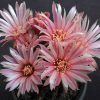 Neochilenia jussieui