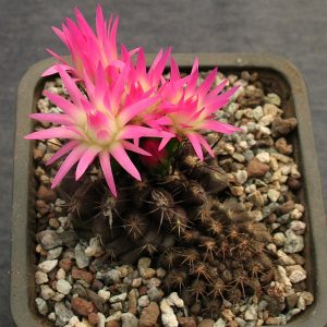 Neoporteria rapifera -seeds-