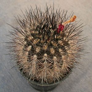 Neoporteria villosa KK 51 -seeds-