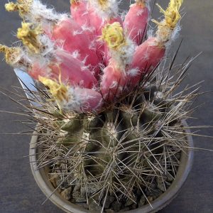 Pyrrhocactus limariensis -seeds-