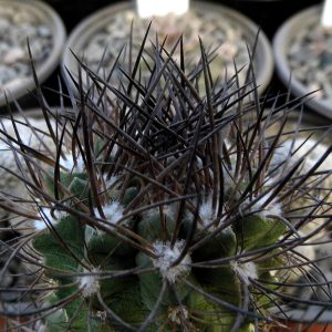 Pyrrhocactus ssp. La Serena -seeds-