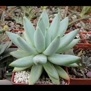 Pachiveria glauca