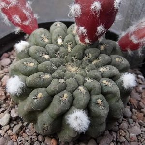 Thelocephala aerocarpa RS 1379 -seeds-