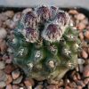 Thelocephala caligophila -Raquel Pinto-