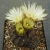 Thelocephala esmeraldana MT 06-011 (2)
