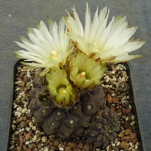 Thelocephala esmeraldana MT 06-011 -seeds-