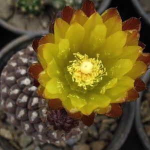 Thelocephala fankhauseri RS 2491 -seeds-