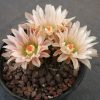 Thelocephala glabrescens