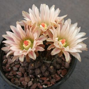 Thelocephala glabrescens -seeds-