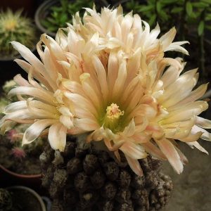 Thelocephala krausii  -seeds-