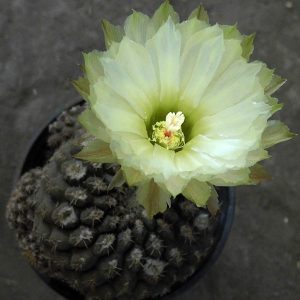 Thelocephala monteamergensis RS 2324 -seeds-