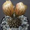 Thelocephala monteamergensis RS 2324_