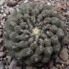 Thelocephala napina DD 255