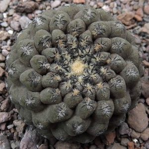 Thelocephala napina DD 255 -seeds-