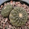 Thelocephala napina DD 255_