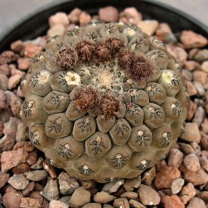 Thelocephala napina DD 255a -seeds-
