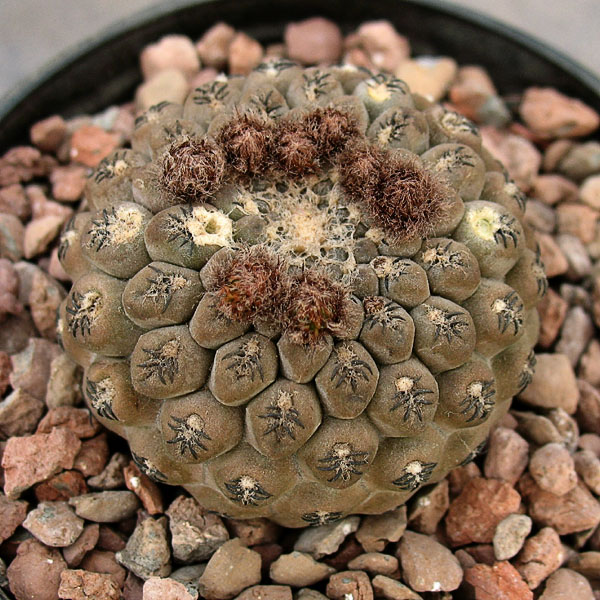 Thelocephala napina DD 255a_ Thelocephala napina DD 255a_