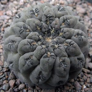 Thelocephala napina DD 353 -seeds-