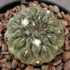 Thelocephala napina DD 353_