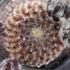 Thelocephala napina ssp. lembckei DD 253