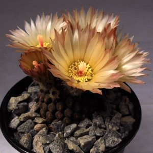 Thelocephala napina mitis -seeds-