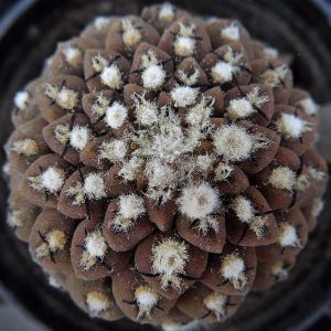 Thelocephala nuda AW 83 -seeds-