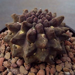 Thelocephala occulta  -Bercht- -seeds-